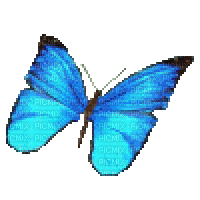 Schmetterling